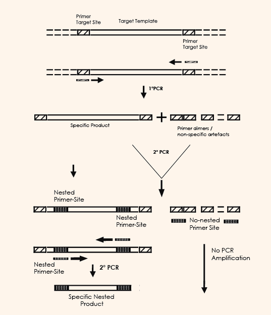 What Is Nested Pcr Principle Applications Advantages And