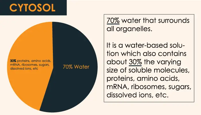 Cytosol Vs Cytoplasm Definition Difference And Comparison Hours
