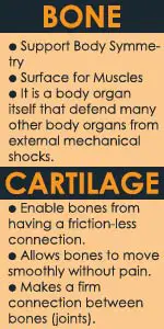 compare and contrast bone and cartilage