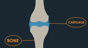 Difference between Bone and Cartilage