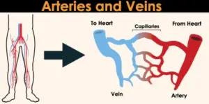 Difference between Arteries and Veins