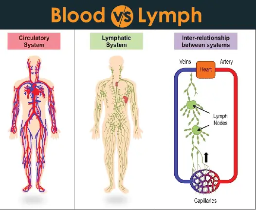 the-difference-between-blood-and-lymph-24-hours-of-biology