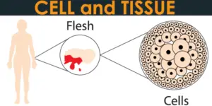 difference between Cell and Tissue
