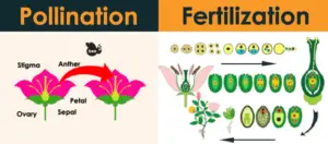 Difference between Pollination and Fertilization