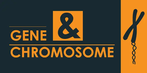 Gene and Chromosome