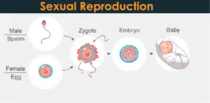 Sexual Reproduction and its Types