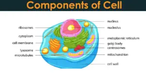 Components of cell