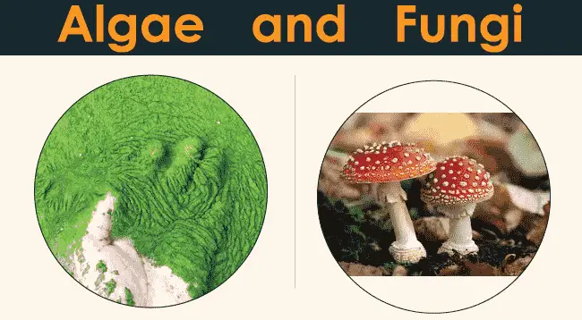 algae and fungi