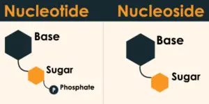 Difference between Nucleotide and Nucleoside