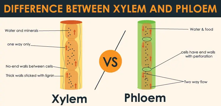 xylem and phloem