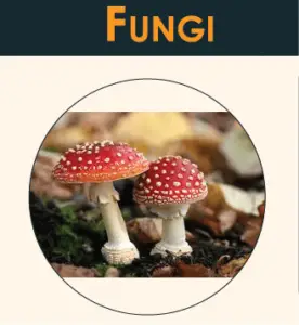 Difference Between Algae And Fungi | Detailed & Simplified- 24HB