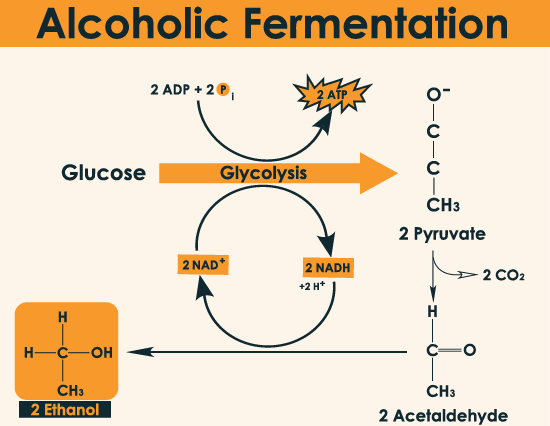 How Much Alcohol Is Produced In Fermentation