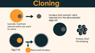 cloning