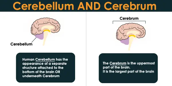 Cerebellum and Cerebrum