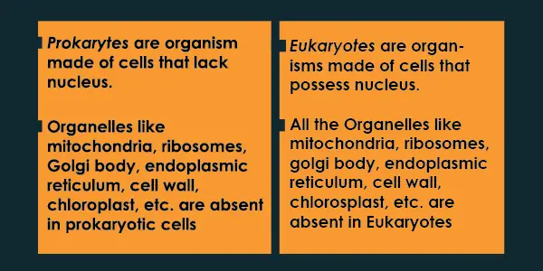 Prokaryotes and Eukaryotes