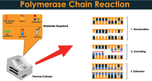 What is Polymerase Chain Reaction