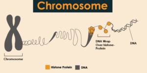 What is Chromosome