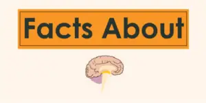 Facts About Brain