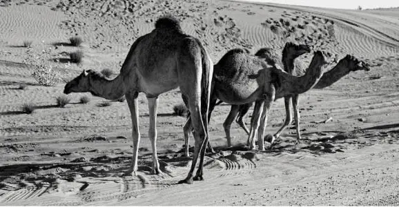 Facts About Camel – 24 Hours Of Biology