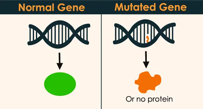 What is Gene Mutation | Definition, Causes, & all You need to know- 24HB