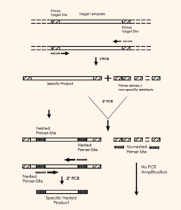 Nested Polymerase chain reaction