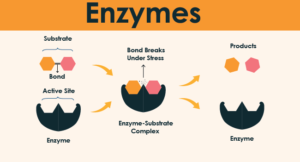 What are Enzymes 