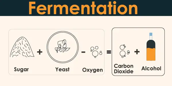 types of wine fermentation