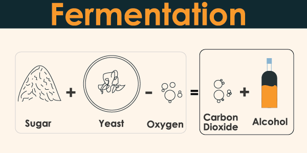 What is Fermentation ? - What Is Ferrmentation 01 Min 1