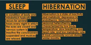 Difference between Sleep and Hibernation