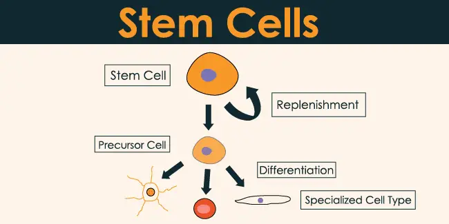 stem cell meaning