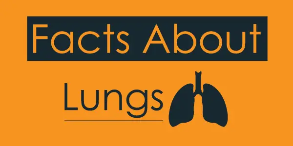 Facts About Lungs