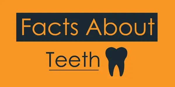 Facts About Teeth