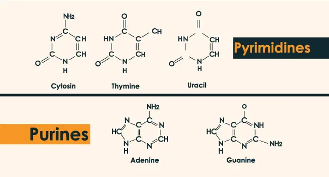 purine and pyrimidines