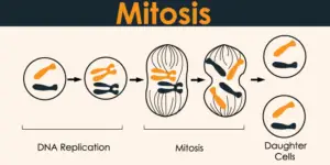 what is mitosis
