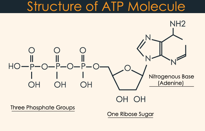 ATP