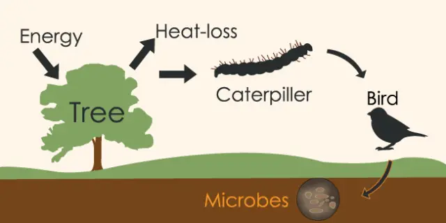 What Does Biology Mean In Science Terms