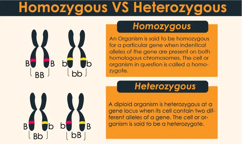 What is the Difference between heterozygous and homozygous individuals