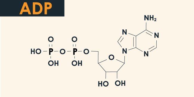 adp-what-does-it-conveys-to-us-in-biology