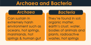 Archaea and Bacteria