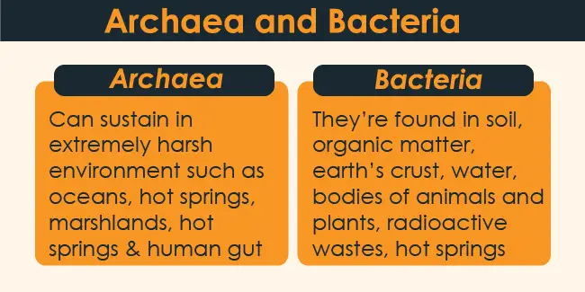 Difference Between Bacteria And Archaea