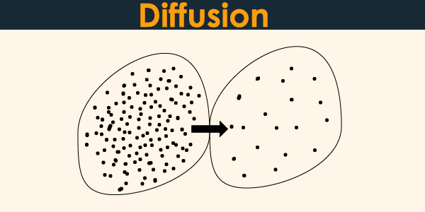 what-is-diffusion-and-why-is-it-important-in-both-animals-and-plants