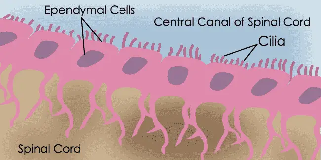 Ependymal Cells Diagram