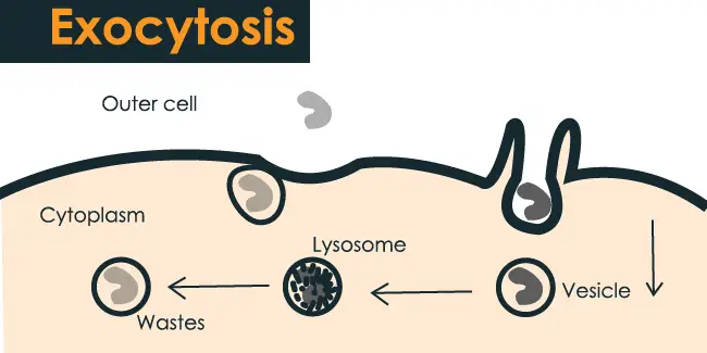 Exocytosis Definition Types Steps And Examples 6 27