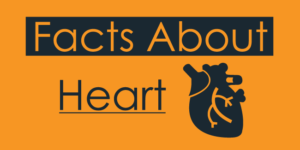 Facts About Heart