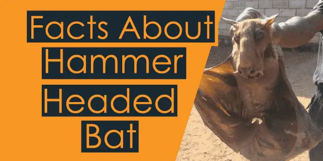 Hammer Headed Bat