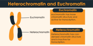 heterochromatin and euchromatin