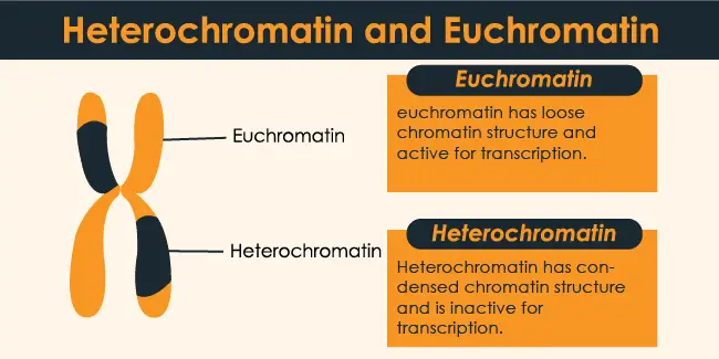 heterochromatin and euchromatin