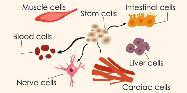 what-does-substrate-biomass-mean-in-biology