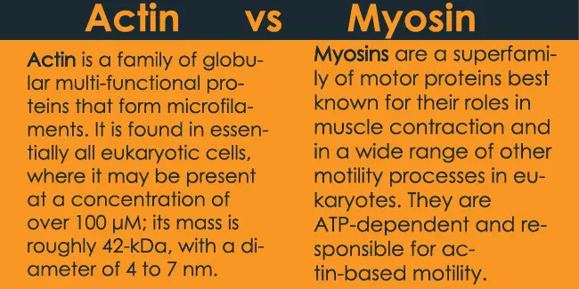 actin vs myosin