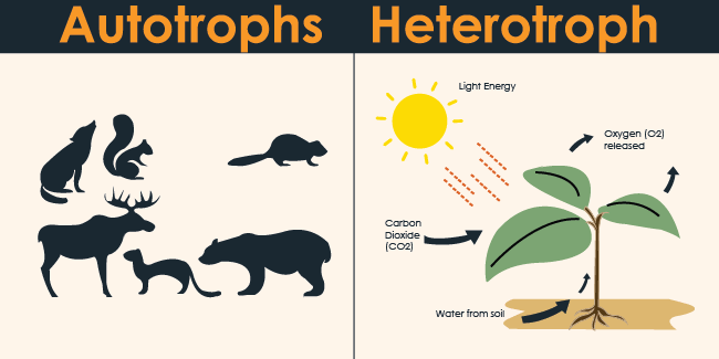 Autotroph vs Heterotroph Basic and simplified note 7/8/2020